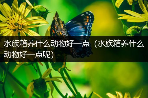 水族箱养什么动物好一点（水族箱养什么动物好一点呢）