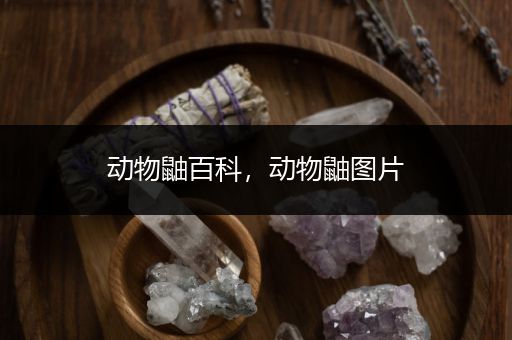 动物鼬百科，动物鼬图片