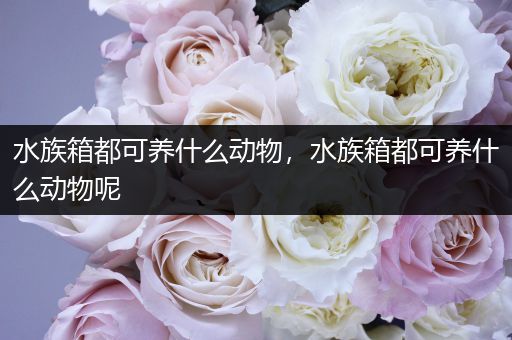 水族箱都可养什么动物，水族箱都可养什么动物呢