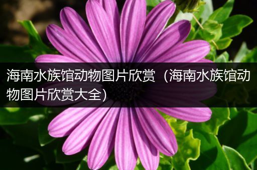 海南水族馆动物图片欣赏（海南水族馆动物图片欣赏大全）