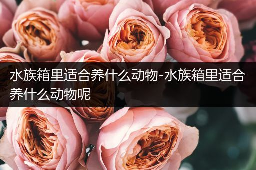 水族箱里适合养什么动物-水族箱里适合养什么动物呢