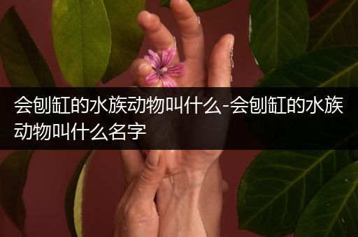 会刨缸的水族动物叫什么-会刨缸的水族动物叫什么名字