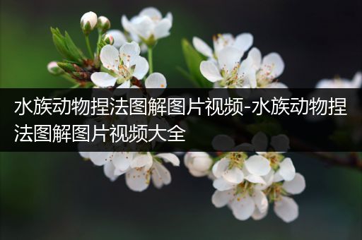 水族动物捏法图解图片视频-水族动物捏法图解图片视频大全
