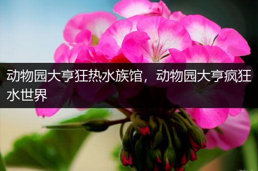 动物园大亨狂热水族馆，动物园大亨疯狂水世界