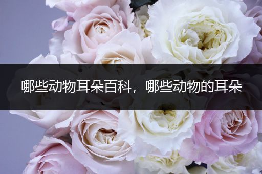 哪些动物耳朵百科，哪些动物的耳朵