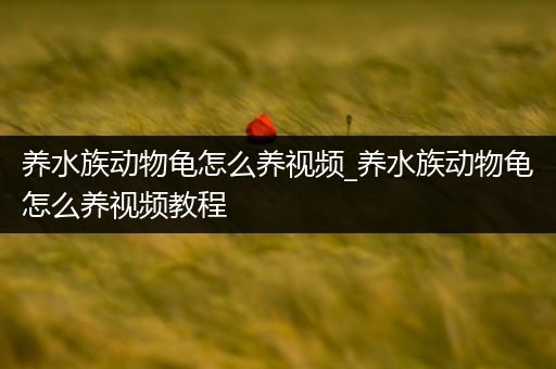 养水族动物龟怎么养视频_养水族动物龟怎么养视频教程
