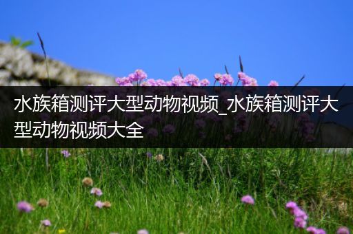 水族箱测评大型动物视频_水族箱测评大型动物视频大全