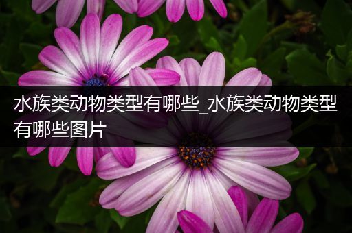 水族类动物类型有哪些_水族类动物类型有哪些图片