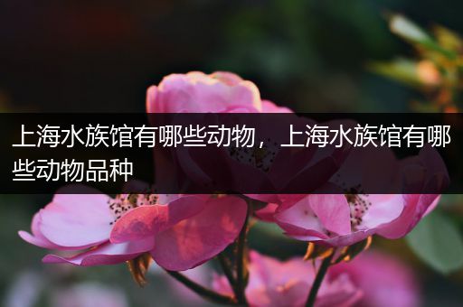 上海水族馆有哪些动物，上海水族馆有哪些动物品种