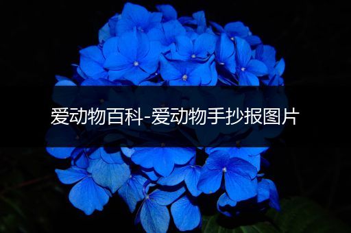 爱动物百科-爱动物手抄报图片