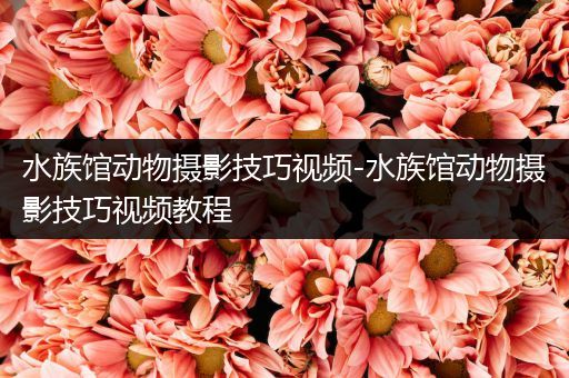 水族馆动物摄影技巧视频-水族馆动物摄影技巧视频教程