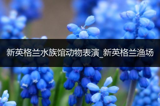 新英格兰水族馆动物表演_新英格兰渔场