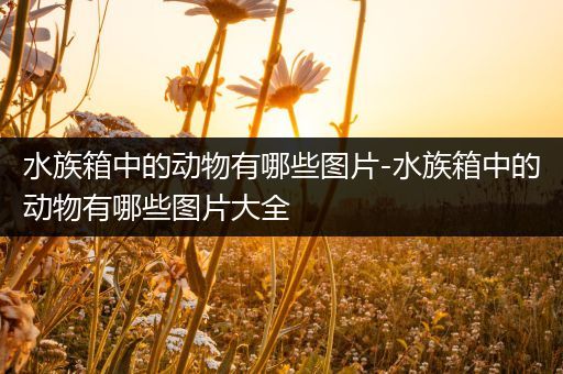 水族箱中的动物有哪些图片-水族箱中的动物有哪些图片大全