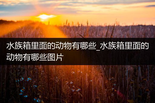 水族箱里面的动物有哪些_水族箱里面的动物有哪些图片