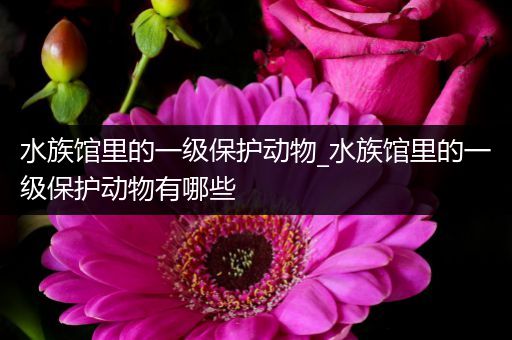 水族馆里的一级保护动物_水族馆里的一级保护动物有哪些