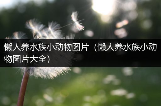 懒人养水族小动物图片（懒人养水族小动物图片大全）