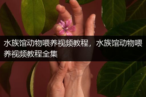 水族馆动物喂养视频教程，水族馆动物喂养视频教程全集