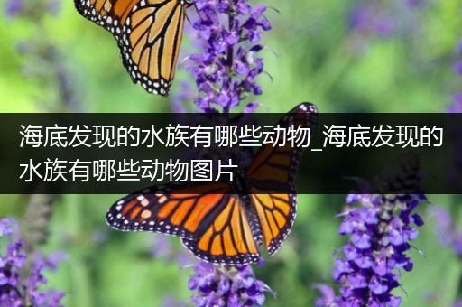 海底发现的水族有哪些动物_海底发现的水族有哪些动物图片
