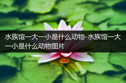 水族馆一大一小是什么动物-水族馆一大一小是什么动物图片