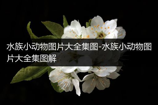 水族小动物图片大全集图-水族小动物图片大全集图解