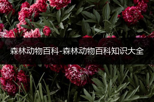 森林动物百科-森林动物百科知识大全