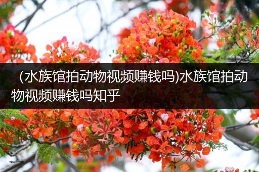 （水族馆拍动物视频赚钱吗)水族馆拍动物视频赚钱吗知乎