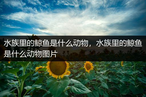 水族里的鲸鱼是什么动物，水族里的鲸鱼是什么动物图片