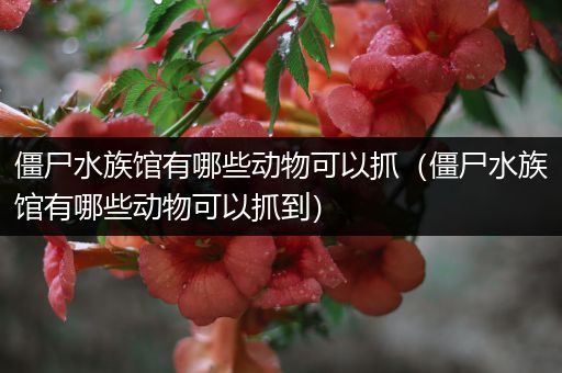 僵尸水族馆有哪些动物可以抓（僵尸水族馆有哪些动物可以抓到）