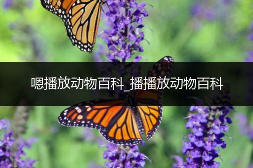 嗯播放动物百科_播播放动物百科
