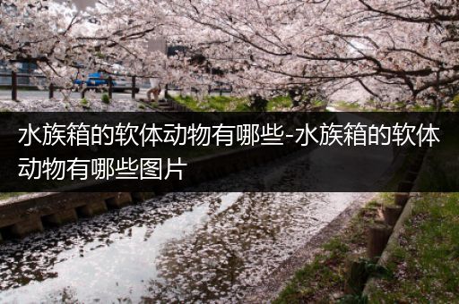 水族箱的软体动物有哪些-水族箱的软体动物有哪些图片
