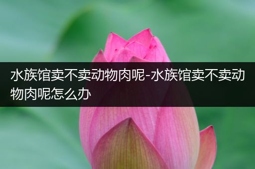 水族馆卖不卖动物肉呢-水族馆卖不卖动物肉呢怎么办