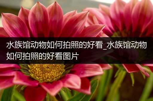 水族馆动物如何拍照的好看_水族馆动物如何拍照的好看图片