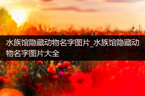 水族馆隐藏动物名字图片_水族馆隐藏动物名字图片大全