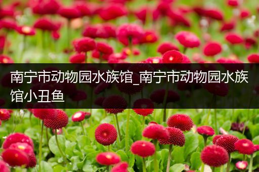 南宁市动物园水族馆_南宁市动物园水族馆小丑鱼