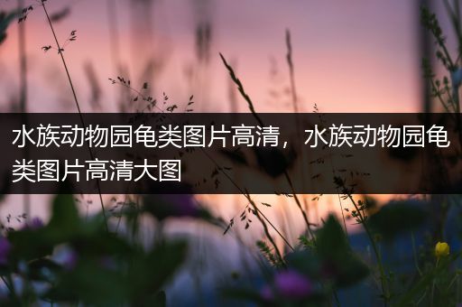 水族动物园龟类图片高清，水族动物园龟类图片高清大图