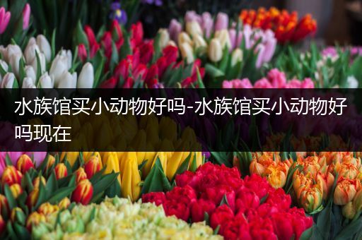 水族馆买小动物好吗-水族馆买小动物好吗现在