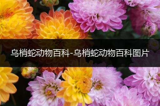 乌梢蛇动物百科-乌梢蛇动物百科图片