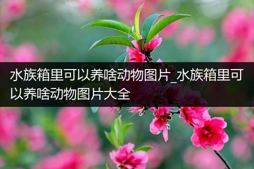 水族箱里可以养啥动物图片_水族箱里可以养啥动物图片大全