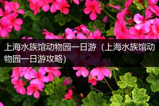 上海水族馆动物园一日游（上海水族馆动物园一日游攻略）