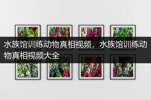 水族馆训练动物真相视频，水族馆训练动物真相视频大全