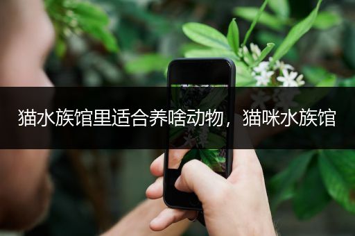 猫水族馆里适合养啥动物，猫咪水族馆