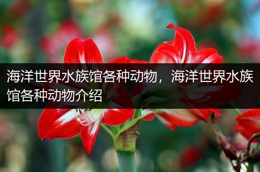海洋世界水族馆各种动物，海洋世界水族馆各种动物介绍
