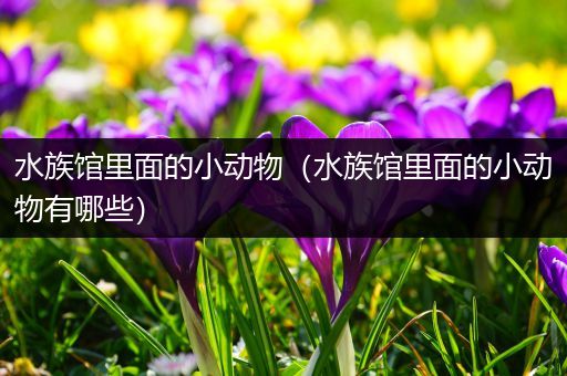 水族馆里面的小动物（水族馆里面的小动物有哪些）