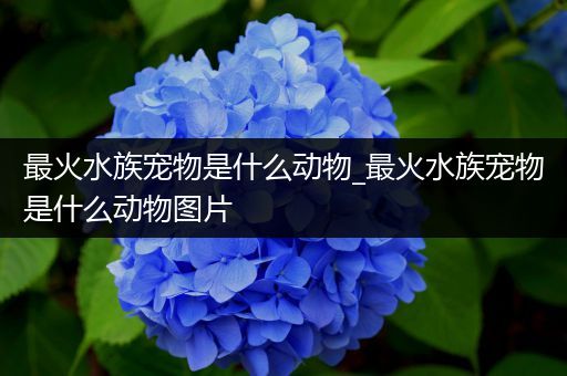 最火水族宠物是什么动物_最火水族宠物是什么动物图片