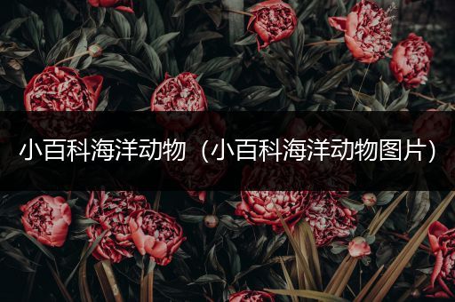 小百科海洋动物（小百科海洋动物图片）