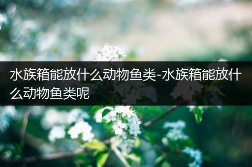 水族箱能放什么动物鱼类-水族箱能放什么动物鱼类呢