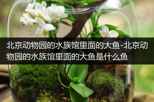 北京动物园的水族馆里面的大鱼-北京动物园的水族馆里面的大鱼是什么鱼