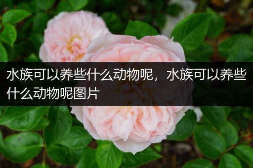 水族可以养些什么动物呢，水族可以养些什么动物呢图片