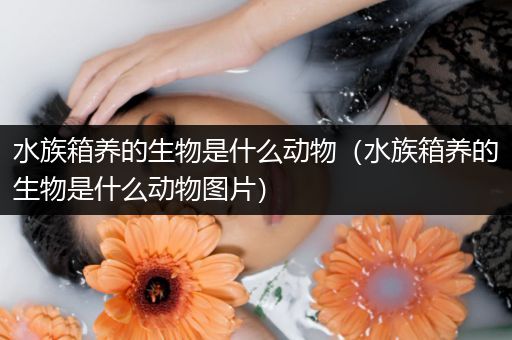 水族箱养的生物是什么动物（水族箱养的生物是什么动物图片）
