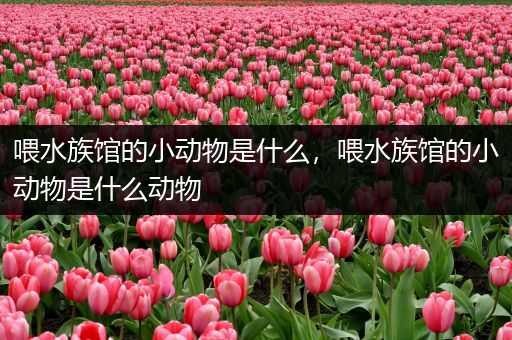 喂水族馆的小动物是什么，喂水族馆的小动物是什么动物